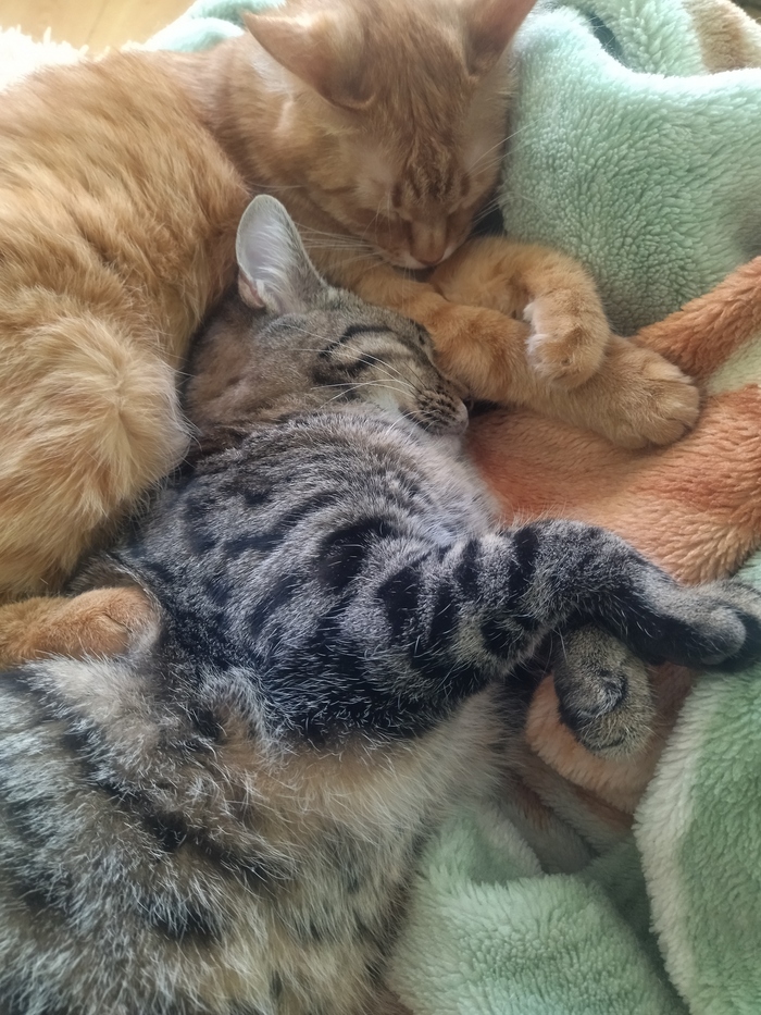   &#x1F43E;   ,    ,     5 ))