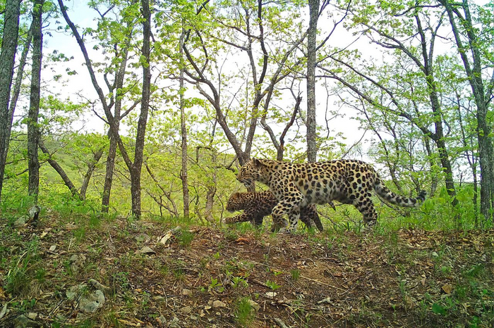 Малыш рвётся обогнать маму Leo 120F