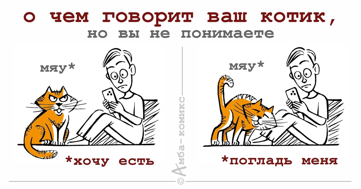 Перевод с кошачьего | Пикабу