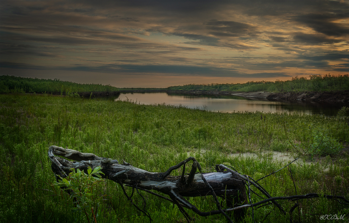 Ископаемый гигантский "муравей" на берегу Печоры
