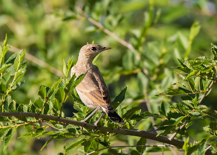 @SupportTags , @moderator ,       .        .