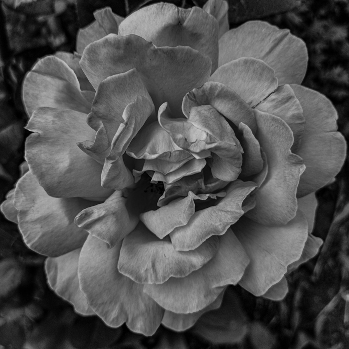 Huawei Nova 5t (pro mode +LR)