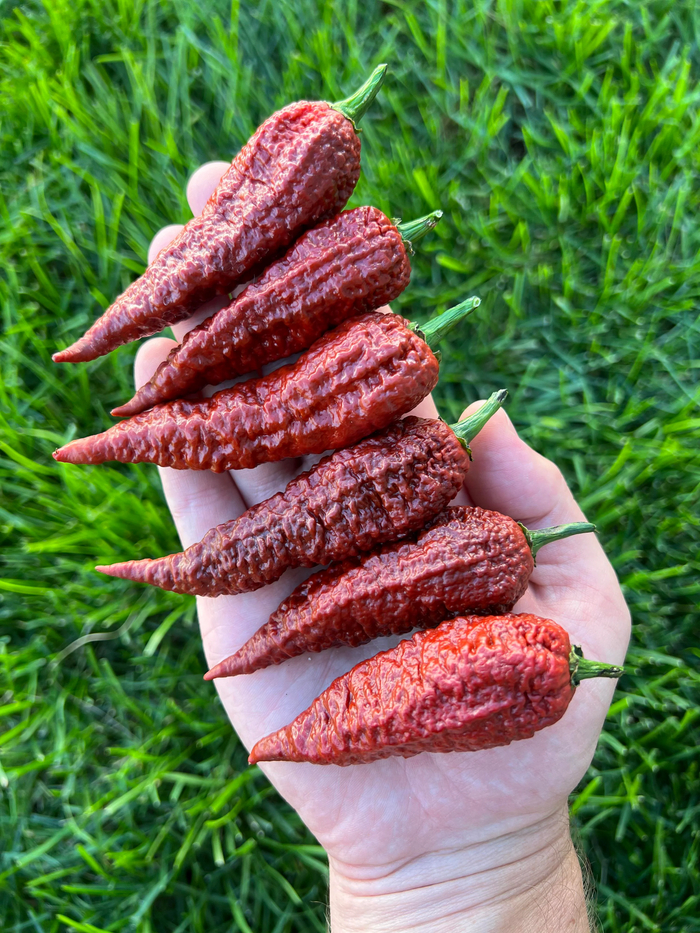 Острый перец Leviathan Gnarly Scorpion. Сорт острого перца из США. Острота до 1, 2 млн сковиллов