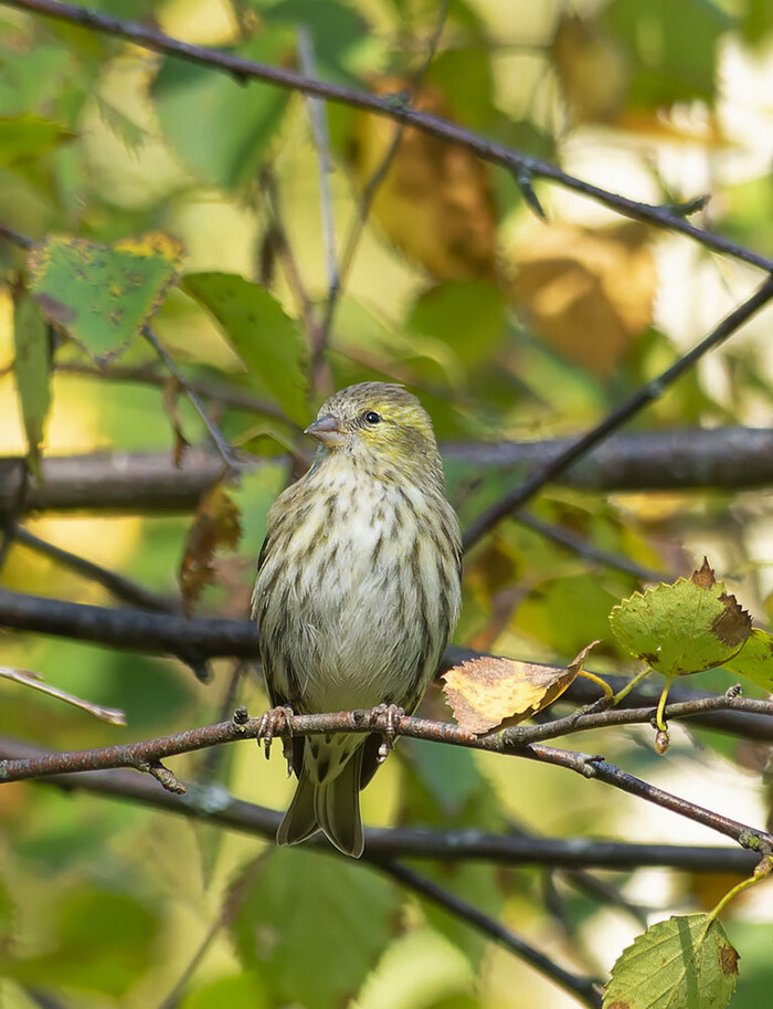 Чиж | Пикабу