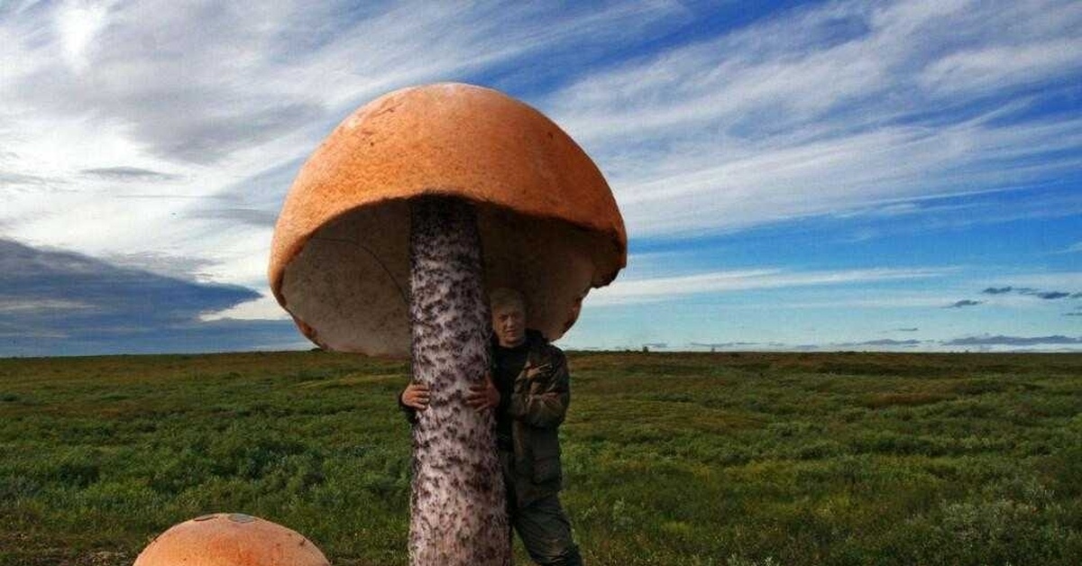 Боюсь есть грибы