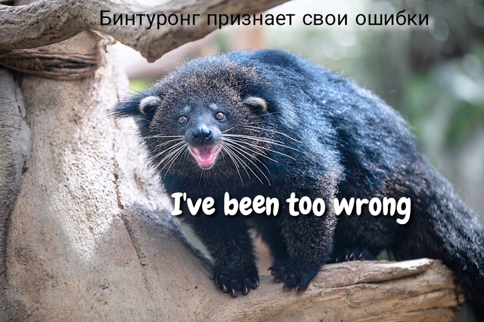 Кошачий медведь