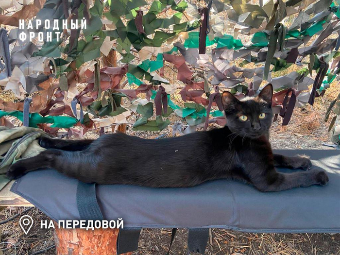 Мать-кошка прибилась к военным на огневой позиции в Запорожье. Такая же чёрная, но уже на сносях. Определили её в расчёт.