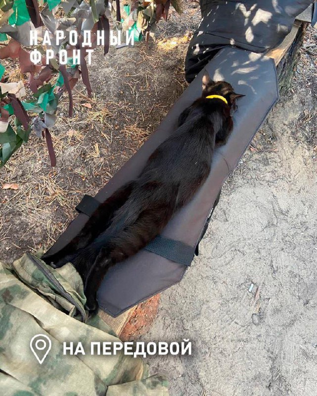 🐱Ребятки полюбили Багиру, в свободную минутку с удовольствием с ней играют.