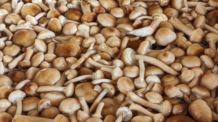 Грибочки пошли