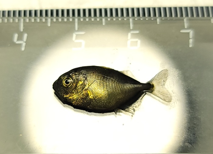        Gnathanodon speciosus , , , ,  ,  , ,  ,   , 