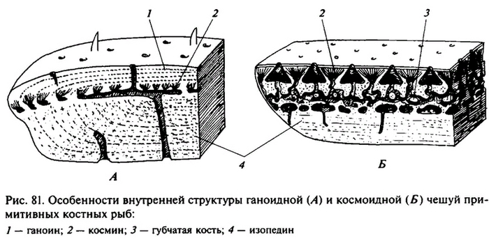 Ганоидная чешуя (А) двухслойная и включает пластинчатое костное основание и наружный пласт, производный от дентиновых зубчиков, слитых в сплошной блестящий эмалеподобный слой (1 —
ганоин).