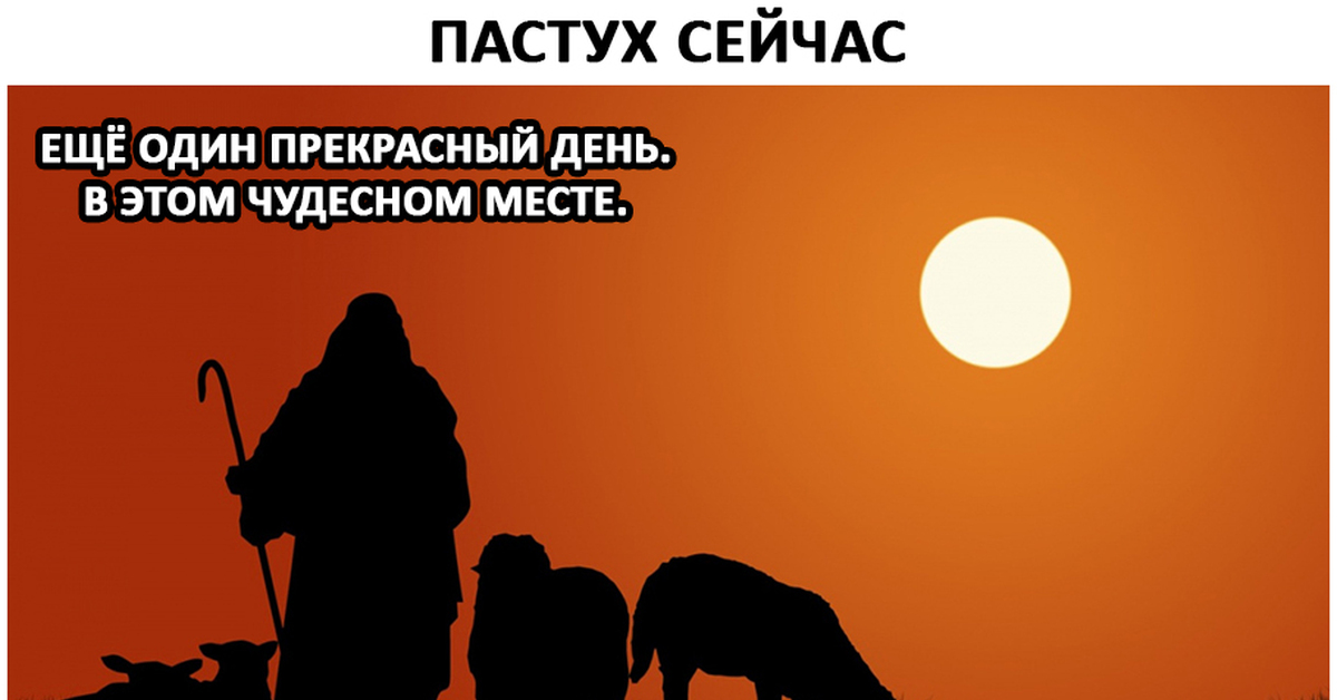 Пастух | Пикабу