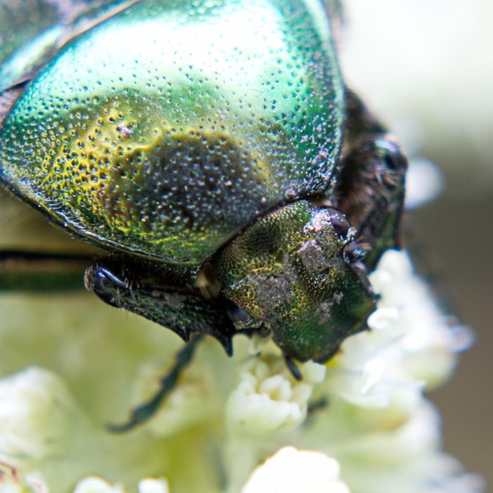 Золоти́стая бронзо́вка, или бронзо́вка обыкнове́нная (лат. Cetonia aurata)