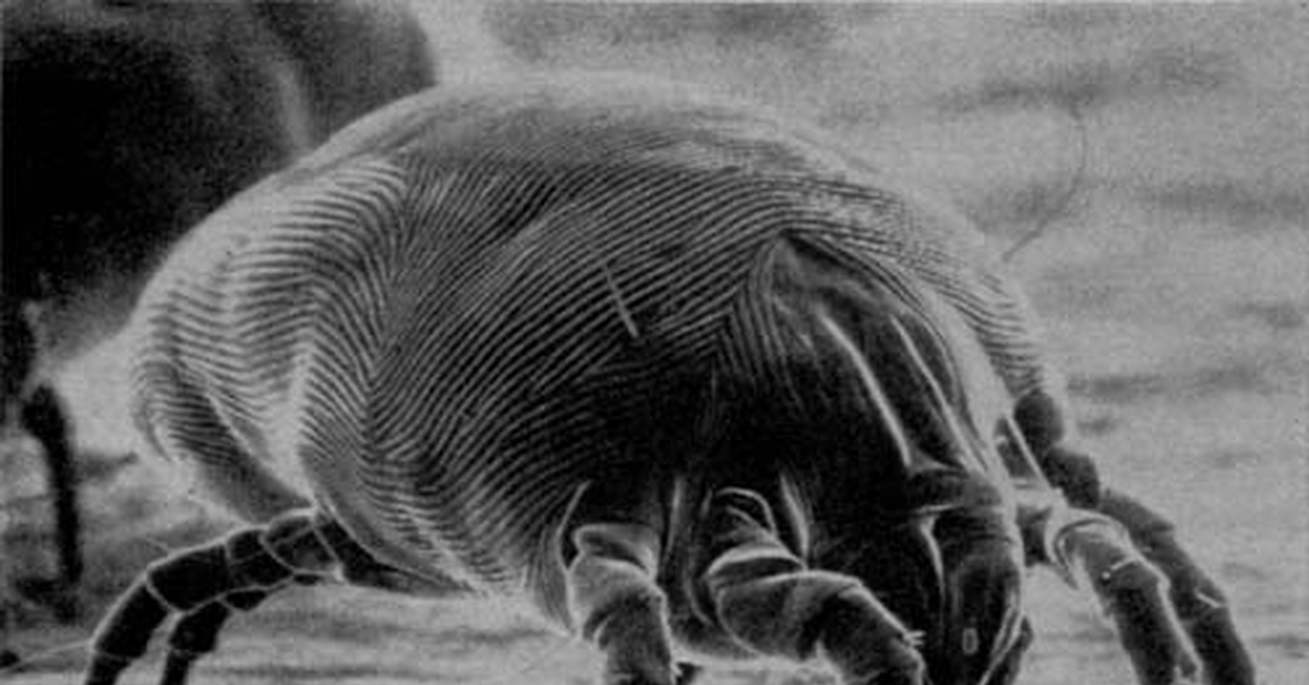 Аллергия на пылевого клеща | Пикабу