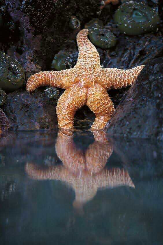 Звезда с формами на отдыхе