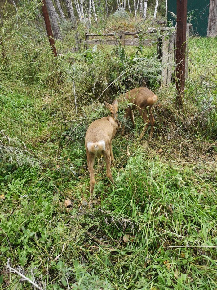 Соседи уже нашли общий язык и уживаются вполне мирно
