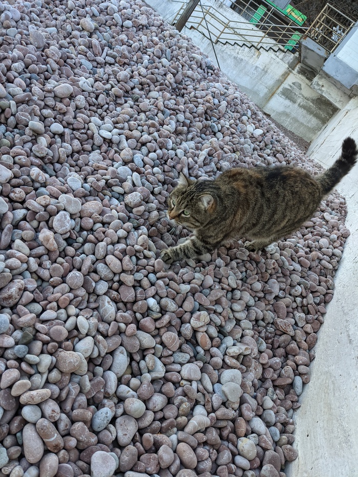 ����� ������� ���� ��������