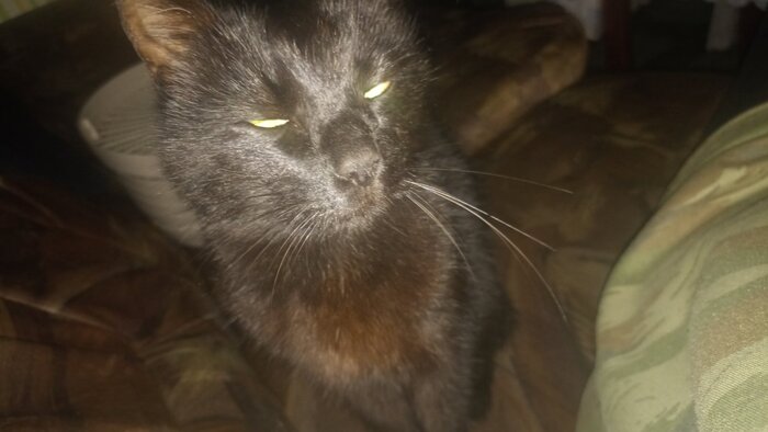 Чёрная бестия во всей своей красе