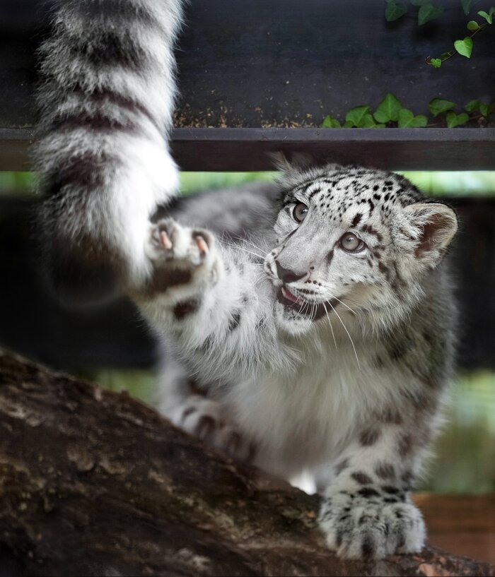 За секунду до...