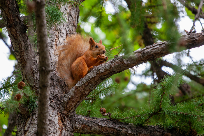 Иссык-кульская белка с грецким орехом.