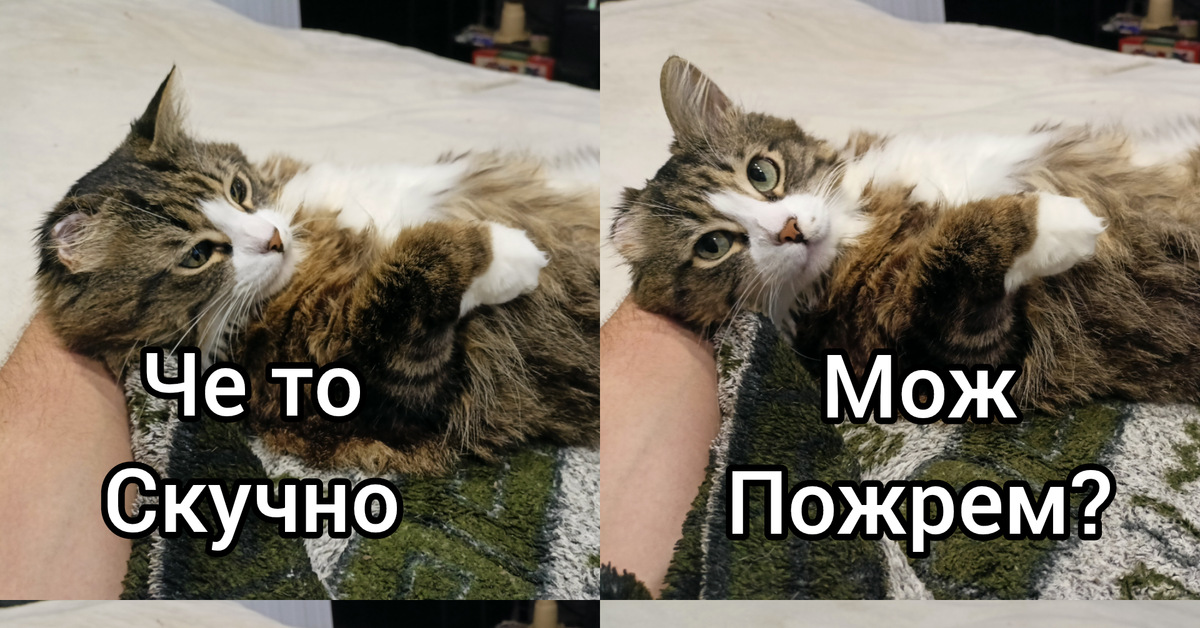 Кот не хочет кушать когда спит,хотя хочет,но он же спит) | Пикабу
