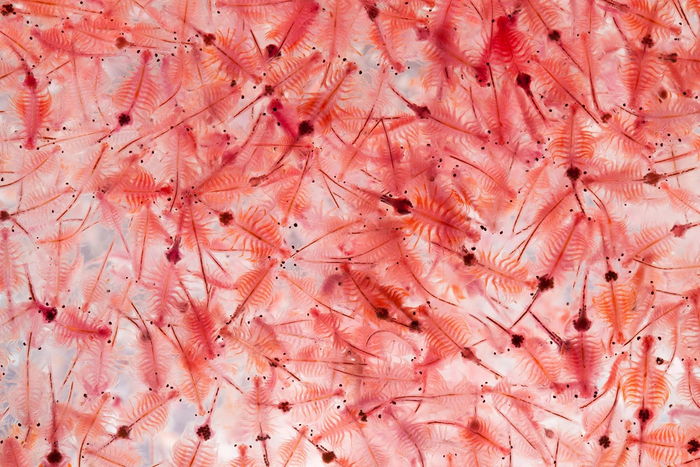 Артемия: Они живут в чудовищной концентрации соли и делают озёра розовыми. Удивительные способности этих раков вызывают восторг! Раки, Рачки, Книга животных, Яндекс Дзен, Длиннопост