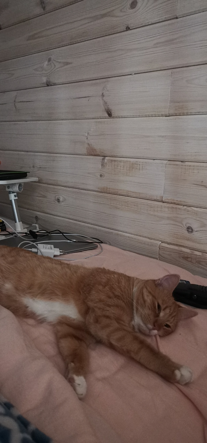 Много фотографий котика Люцика 1 | Пикабу