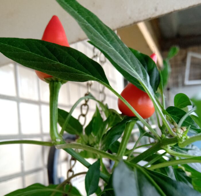 Подскажите что это за сорта.
Вроде фиолетовый "алладин" второй вроде заявленный подросток