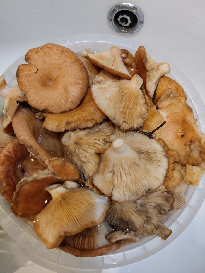 Волнушек пока очень мало, всего 1,5 кг.