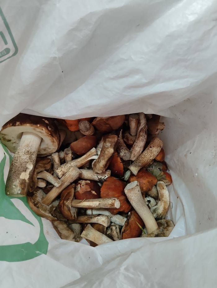 Подосиновики-подберезовики черноголовые 5,8 кг