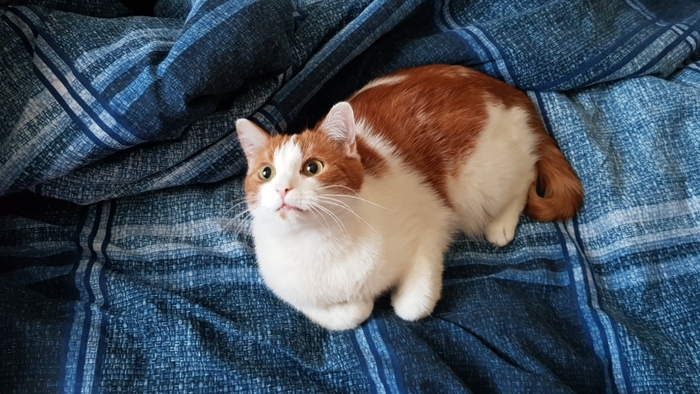 Сильный и независимый