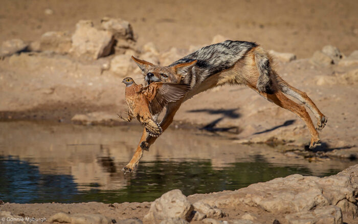 Фотограф Gonnie Myburgh.