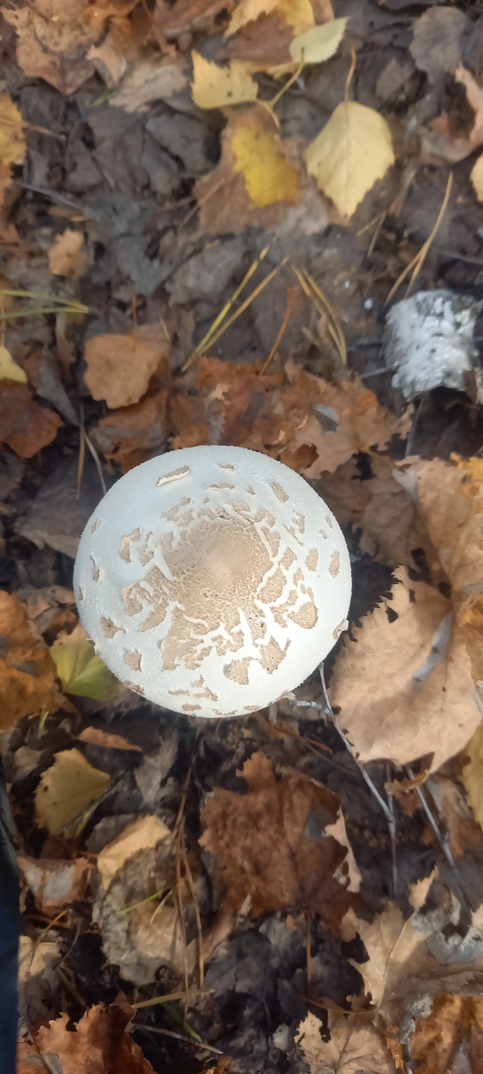 ��� �� ����?