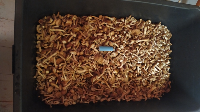 Таз строительный на 90 литров. После очистки получилось около 15 кг грибов.