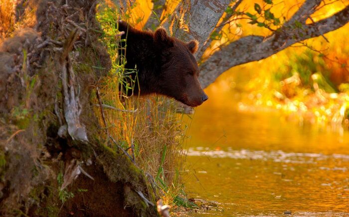 Солнечный мишка