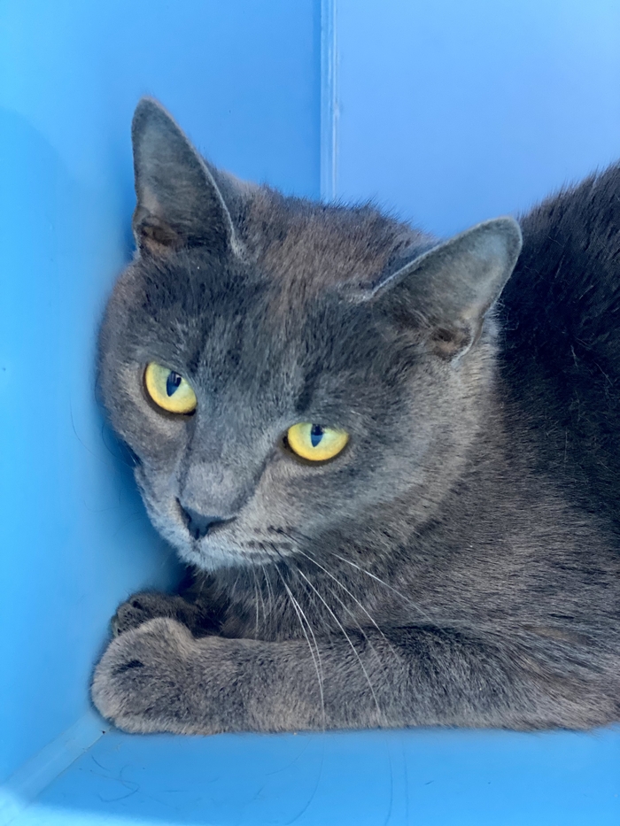 Нияти - такая противоречивая вся… В добрые руки, Помощь животным, Без рейтинга, Русская голубая, Кот, Москва, Московская область, Бездомные животные, Дом, Домашние животные, Волонтерство, Доброта, Длиннопост