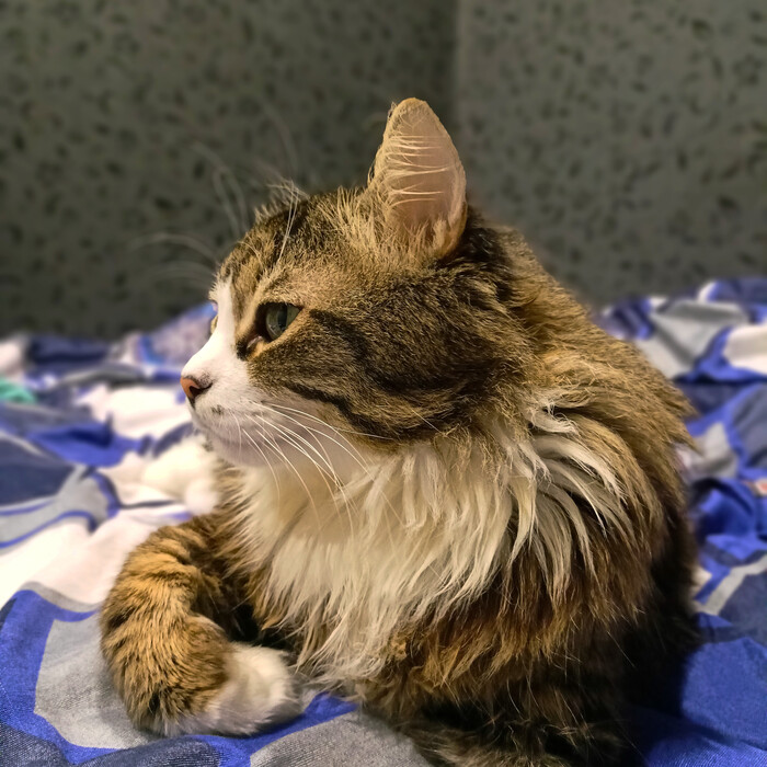 У кота ночной сон