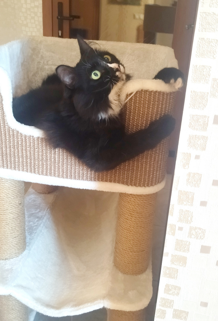 Просто счастливый коть)