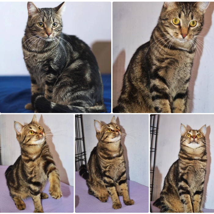 Красавец Леонардо, в поисках любящего дома