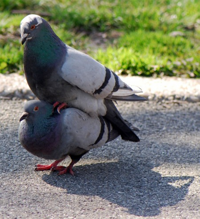 ������ � �������