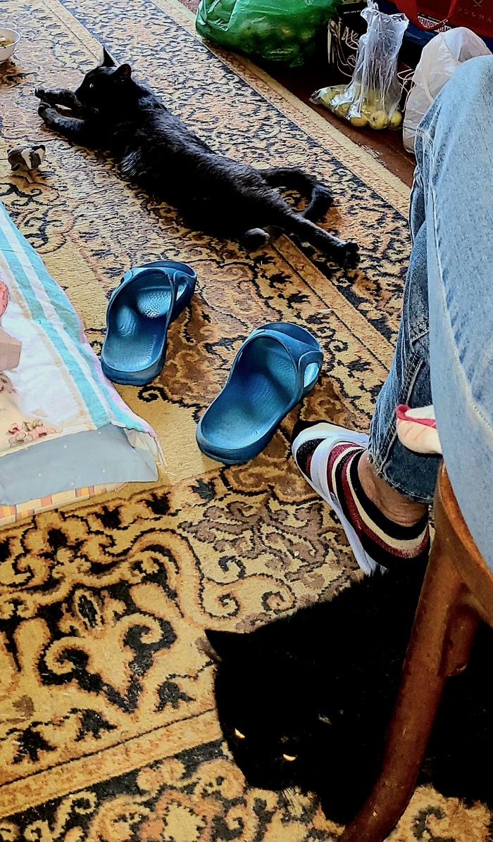 Здесь есть и второй кот, более "взрослый". Но он черный с пятнами белыми. Шантильи..одним словом. Симба с ним ровно - нормально. Правда порой старшего игриво "задирает". К чему бы это... Потом в 4 немягкие лапы носятся по коридору. Аккурат в 5-6 утра.