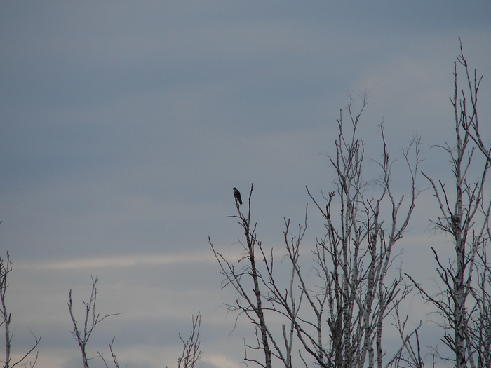 Сидящий на дереве сапсан