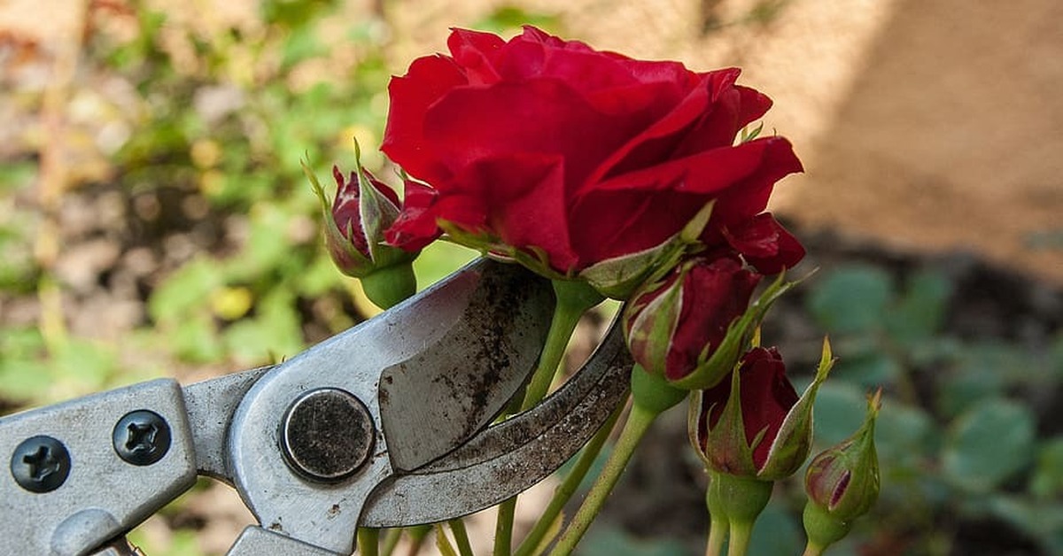 I cut some flowers from my garden. Ножницы для роз. Секатор для цветов. Ножницы садовые для роз. Секатор для роз.