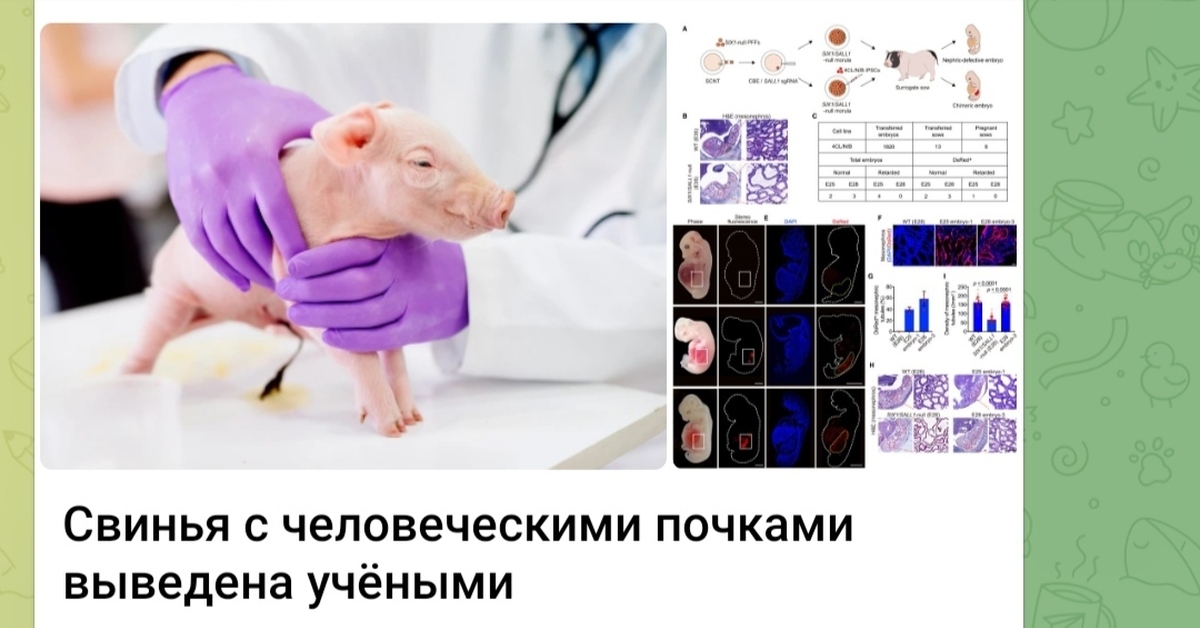 Гусары, молчать! | Пикабу