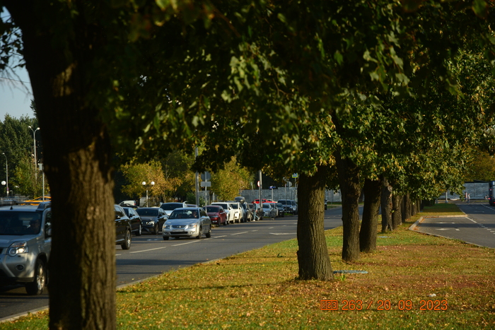 Красочный разделительный газон с деревьями *в их видах не понимаю*