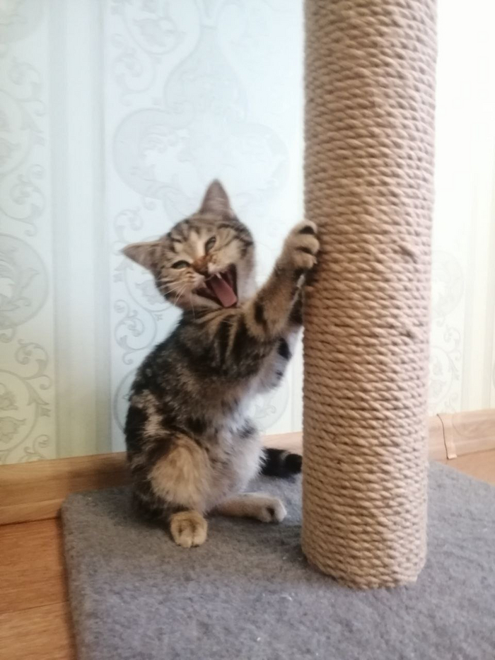 Посмотрите на это морду! Разве она может быть мирной?