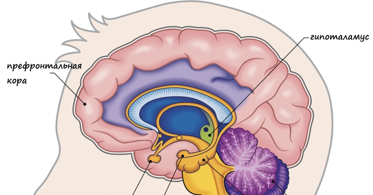 Гипоталамус. Гипоталамус в мозге. Мозг гипофиз и гипоталамус. Гипоталамус рисунок.