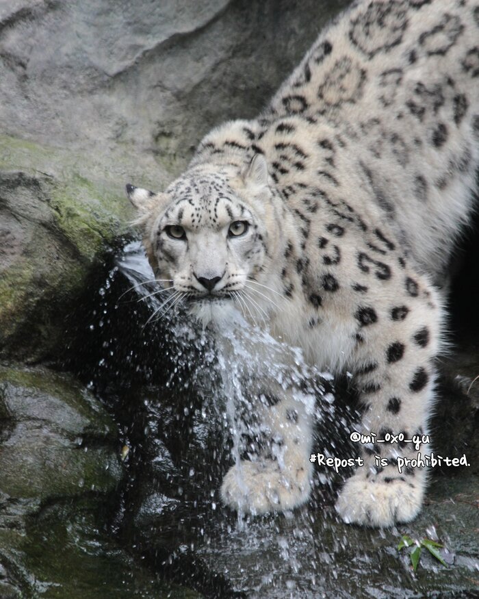 Питьевой фонтанчик