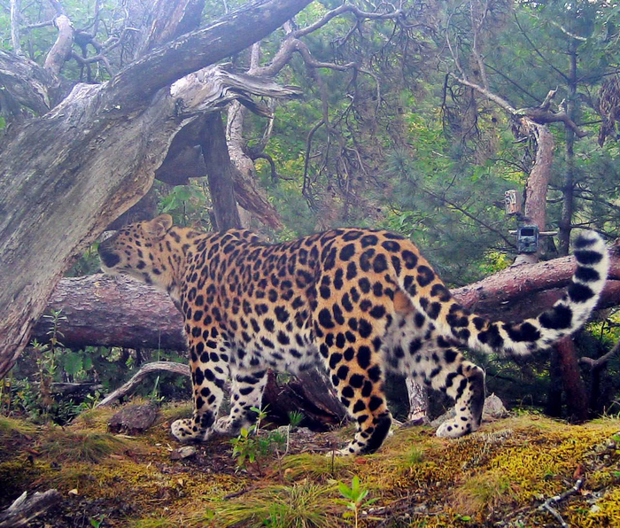 Толстый и красивый котик