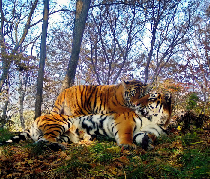 Многодетная тигрица - она родила уже 12 тигрят! Амурский тигр, Тигрята, Многодетная мать, Национальный парк, Земля Леопарда, Приморский край, Семейство кошачьих, Большие кошки, Тигр, Хищные животные, Фотография, Фотоловушка, Длиннопост